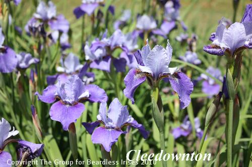 Cleedownton 2